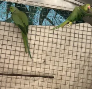 بغبغاء الدره