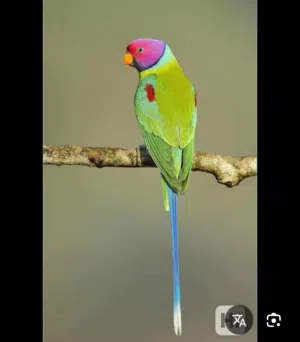 ذكر بالم هيد (برقوق)