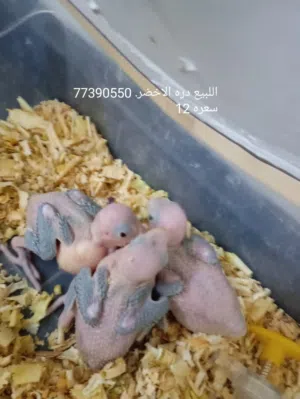 للبيع دره اخضر أمور طيبه الحمدالله