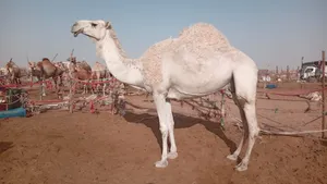 Camels0