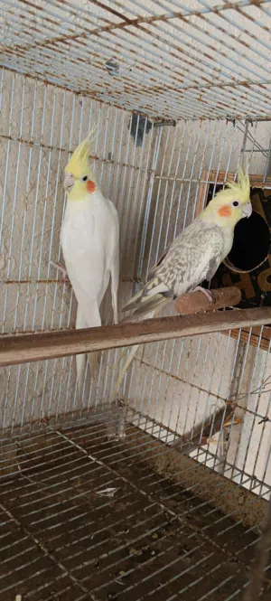 للبيع زوج كوكتيل الذكر لاتينو خالص والانثى ازبيل