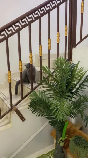 سكوتش فولد ذكر جميل ونظيف جدا