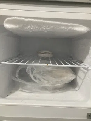 ثلاجة بيله إيطاليه للبيع