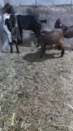 صخول للبيع مليون وميتين وبيه مجال لطيبين