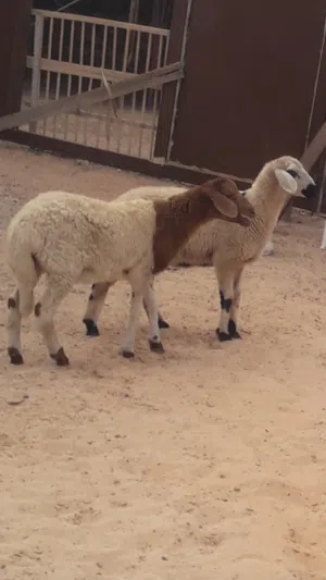 زوز إفطايم برقاويات عمرهم 3شهور ونص إفطايم ماشاء الله لا قوة إلا بالله خاليات من جميع العيوب سعر الو