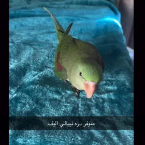 دره نيبالي ؛ ودرة فايلوت بلون مميز — طيور أليفة جدًا، ما تعض، تطلع على اليد، ريش كامل مناسبة للبيت