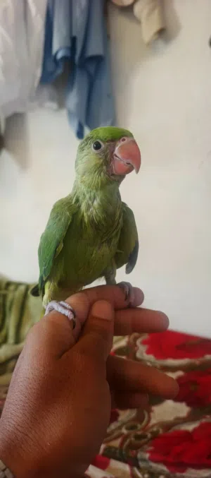 jgjjgjhkghvj