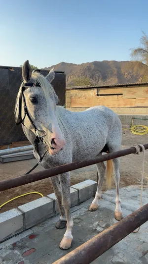 Horses2