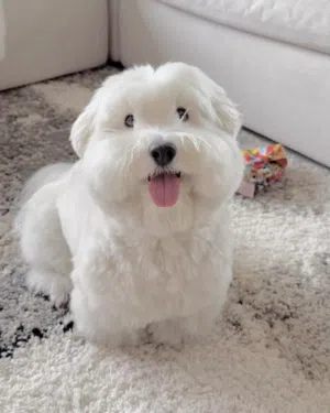 Pure Maltese puppy