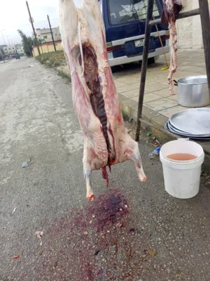 لحام متنقل لذبح العقائق والنذر والاضاحي داخل المنازل