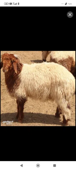 قصاب للجزاره