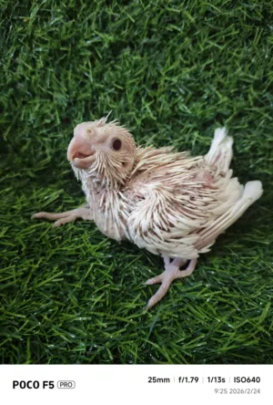 فرخ كروان البينو عيون حمر لهواة الغر والهدد