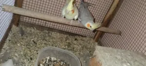 للبيع زوج كوكتيل منتج ولافبيرد متعلم