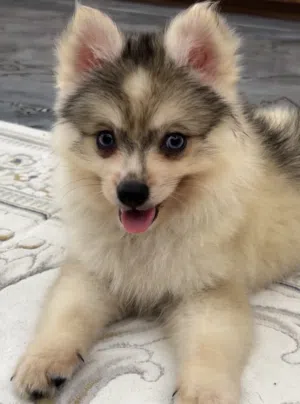 Adorable male and female Pomisky puppies, 3 months old - toy size, playful and affectionate
