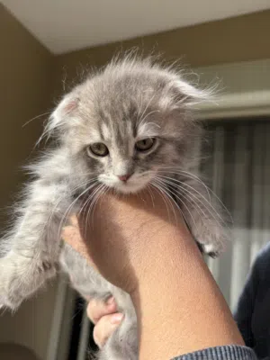 Silver Tiger Scottish fold