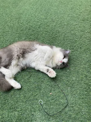 قطه انثى مطعمه