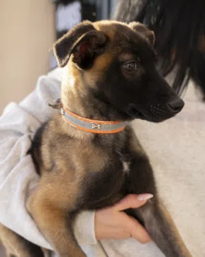 بلجم مالينو درااايف عالي لون غامق مميز جدا..