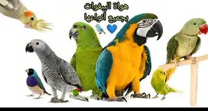 ‏ببغاء‏2