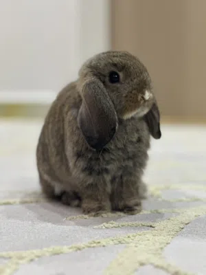 Hollandlop Female