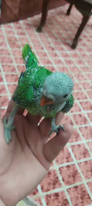 Birds4