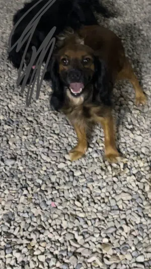 للبيع كلبين كوكر اسبانيل
