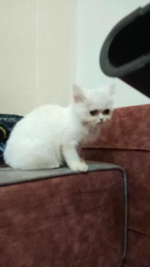 للبيعععععع