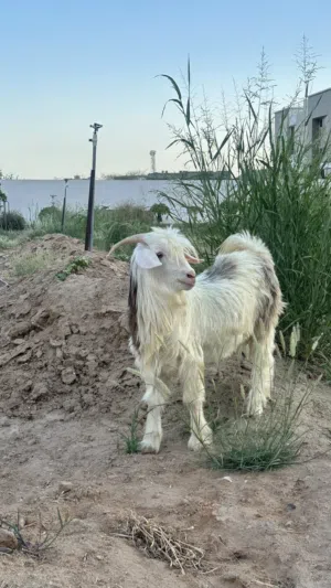 للبيع جدي رحبي