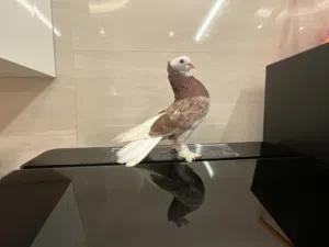 حمام زينة ذكر جميل جدا قابل للتفاوض
