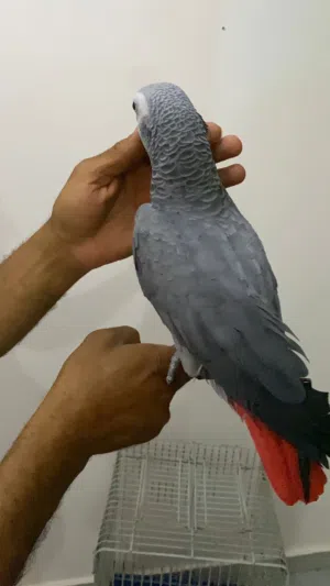 السلام عليكم ببغاء زنجباري