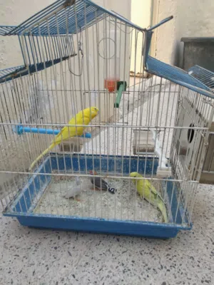 عصافير حب وجنه للبيع