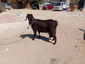 عنز حليب ماشاء الله تبارك الرحمن سن جمع