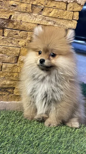 Pomeranian3