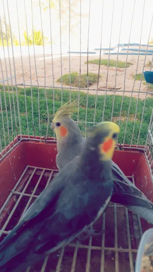 ‏حيوانات وطيور اخرى‏1