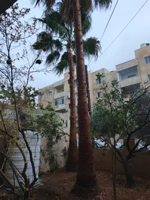 شجرتي نخيل للبيع