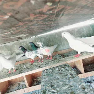 Pakistani pigeons highflyer and pati wala mix