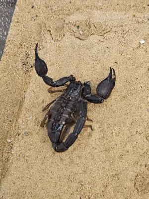 Black male scorpion