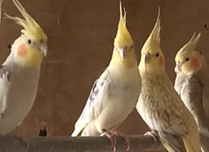 جوز بلبل بالانتاج