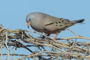 يمام النعيق