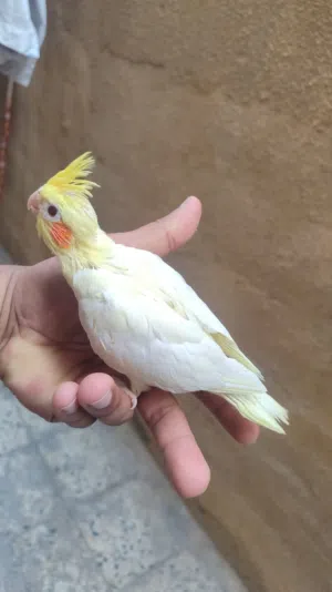 كوكتيل شكري اعيون حمر نقي بده ايلكط الوصف