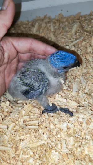 فرخ لوري طفرة الريد كولرد مميز جدا متعود على الزق