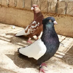 علي البلوشي 