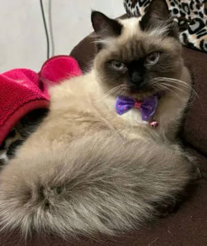 قطة هملايا نوع مميز عيون زرق  شعر كثيف  العمر اريع شهور  نابلس