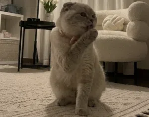 سكوتش فولد (Scottish Fold)