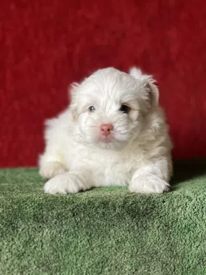 Havanese puppy
