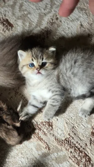 للبيع للبيع