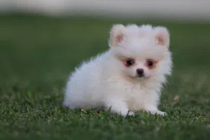 Teacup female pomerinian