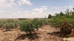Farm Land for Sale in Amman Husban