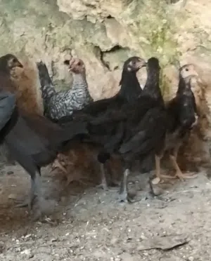 فرخات عمر اربع شهور ونص