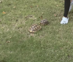 Sulcata tortoise 1 year old 6 months old