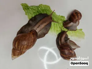 حلزون افريقي عملاق متوفر عمر 6 اشهر وعمر شهرين